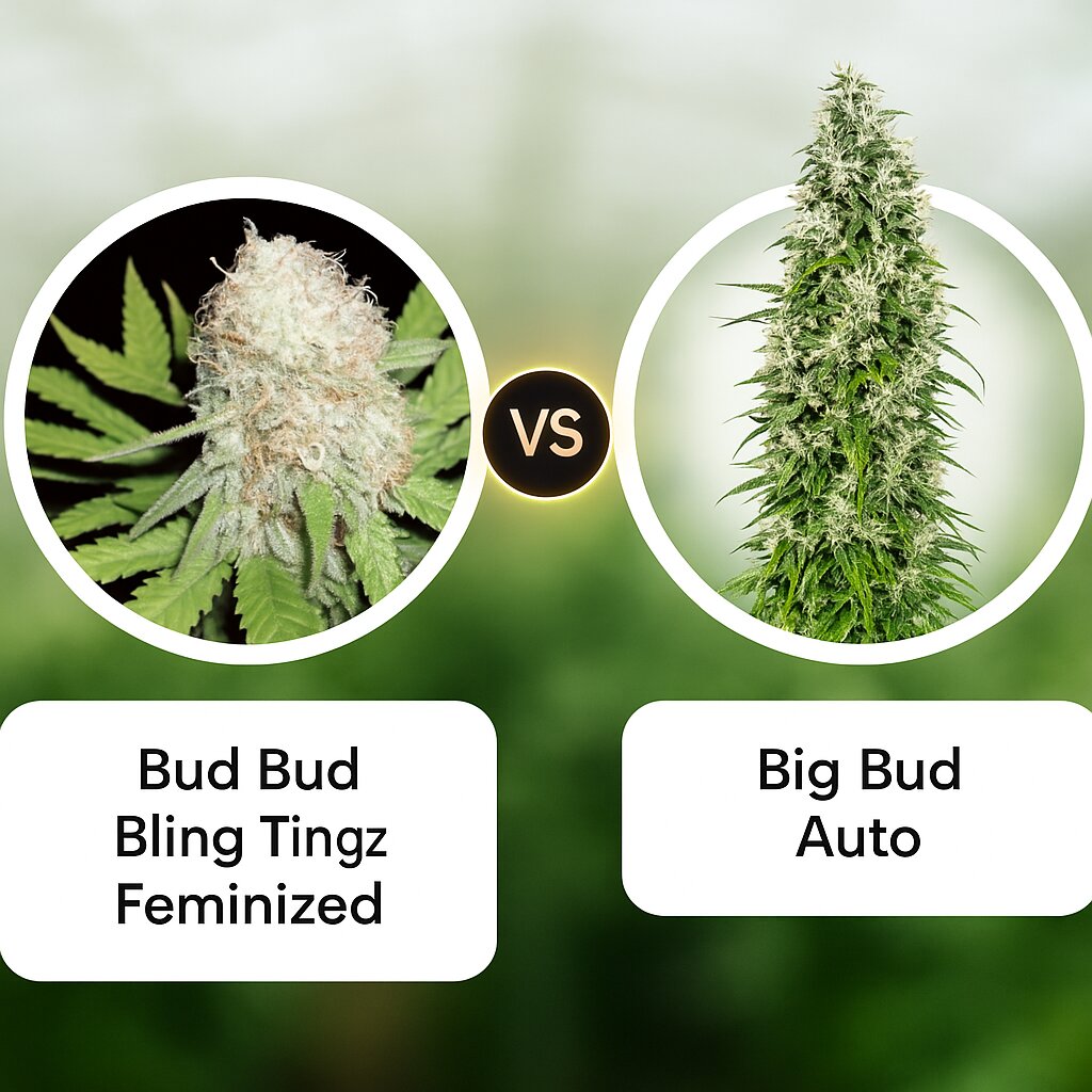 Bud Bud Bling Tingz (Dr Krippling) vs Big Bud Auto (Sensi Seeds) cannabis seeds comparison