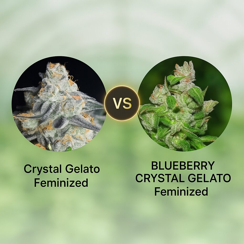 Crystal Gelato (Bighead Seeds) vs BLUEBERRY CRYSTAL GELATO (Bighead Seeds) cannabis seeds comparison
