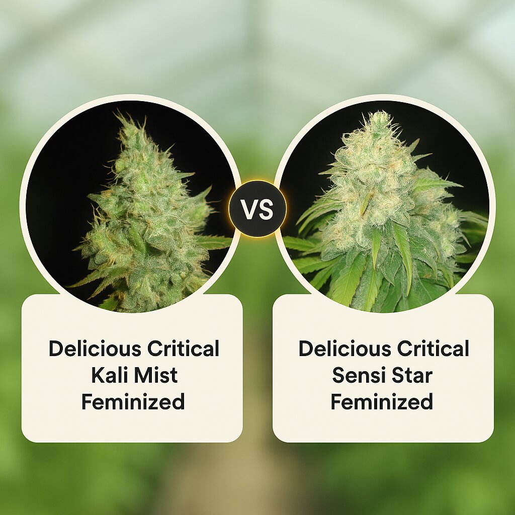 Delicious Critical Kali Mist (Delicious Seeds) vs Delicious Critical Sensi Star (Delicious Seeds) cannabis seeds comparison