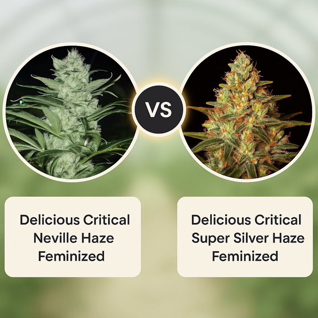 Delicious Critical Neville Haze (Delicious Seeds) vs Delicious Critical Super Silver Haze (Delicious Seeds) cannabis seeds comparison