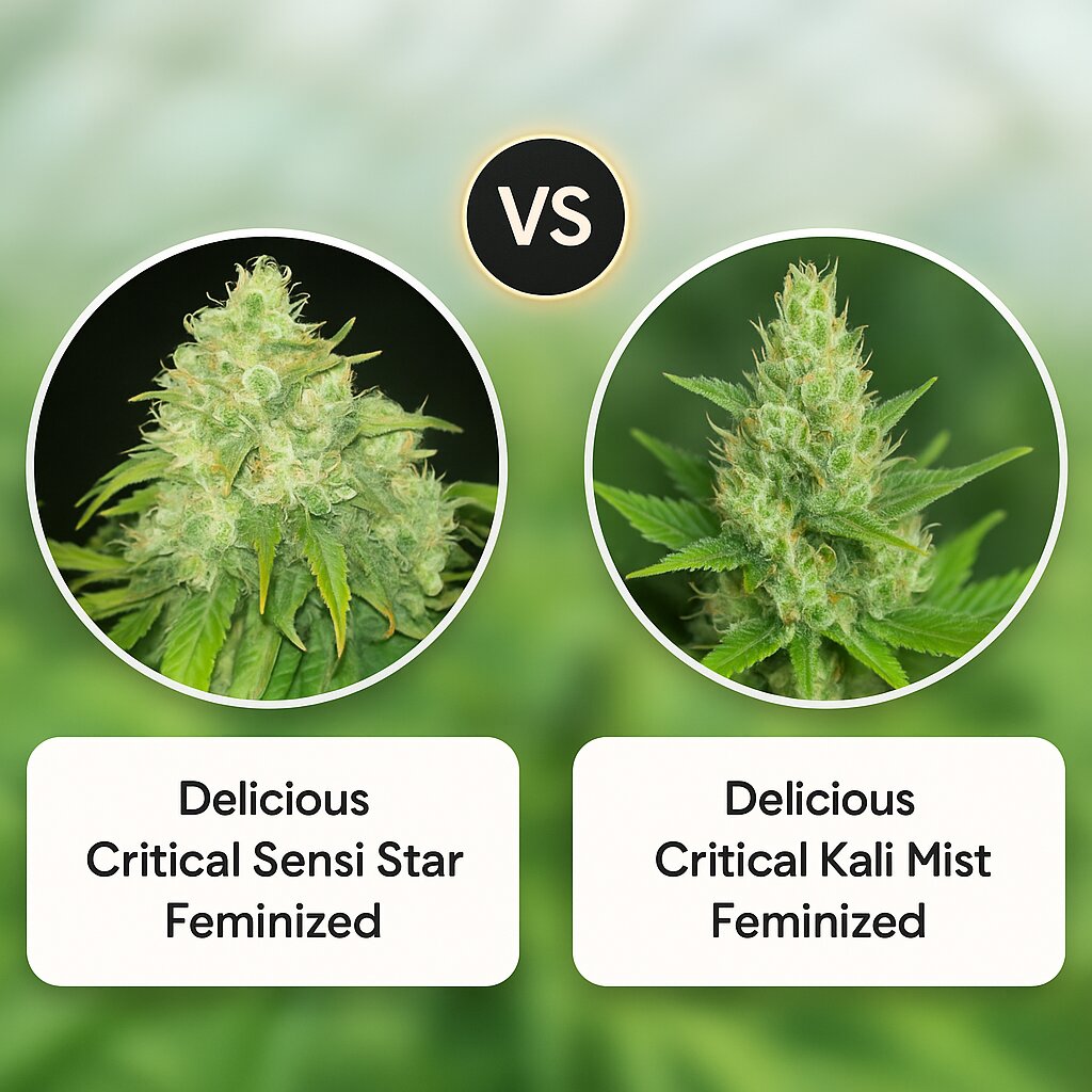 Delicious Critical Sensi Star (Delicious Seeds) vs Delicious Critical Kali Mist (Delicious Seeds) cannabis seeds comparison