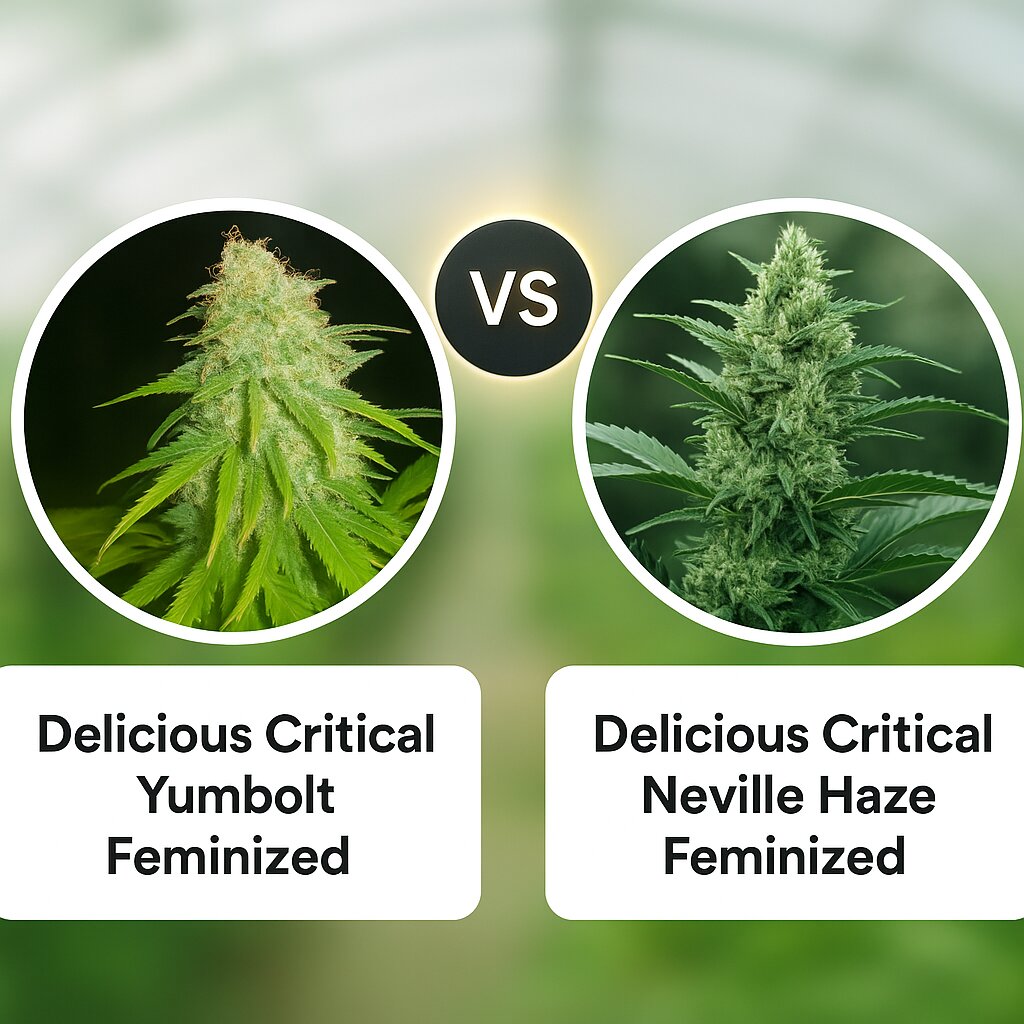 Delicious Critical Yumbolt (Delicious Seeds) vs Delicious Critical Neville Haze (Delicious Seeds) cannabis seeds comparison