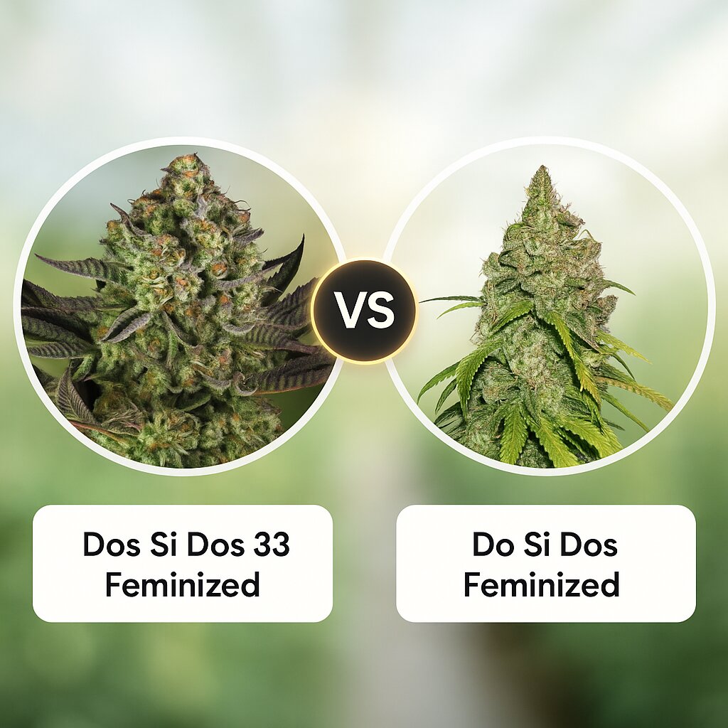 Dos Si Dos 33 (Barneys Farm) vs Do Si Dos (Seed Stockers) cannabis seeds comparison