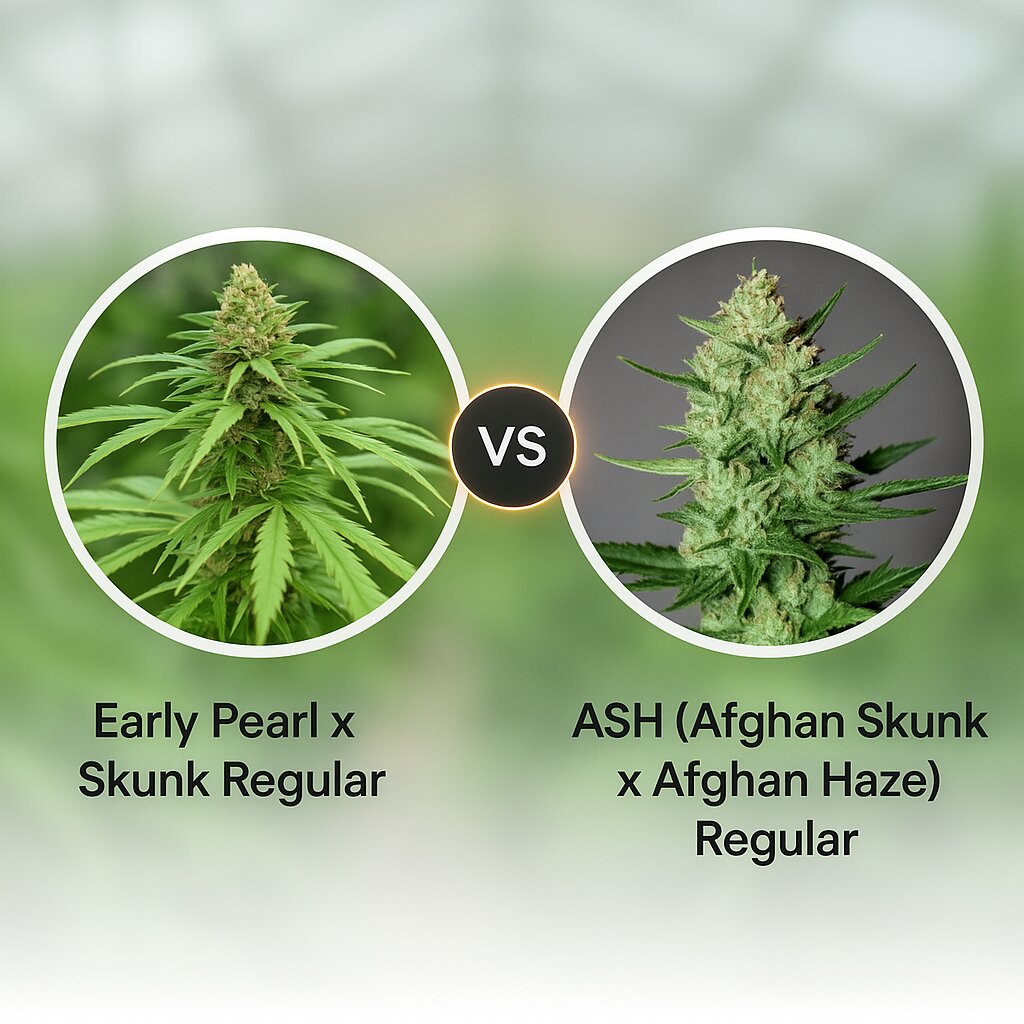 Early Pearl x Skunk (Mr Nice Seedbank) vs ASH (Afghan Skunk x Afghan Haze) (Mr Nice Seedbank) cannabis seeds comparison