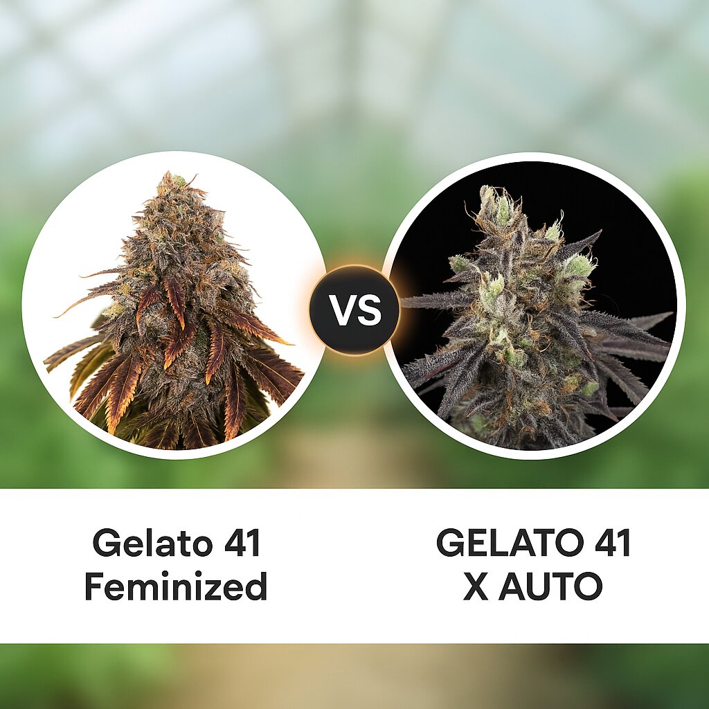 Gelato 41 (Seed Stockers) vs GELATO 41 X AUTO (Greenhouse Seed Co) cannabis seeds comparison