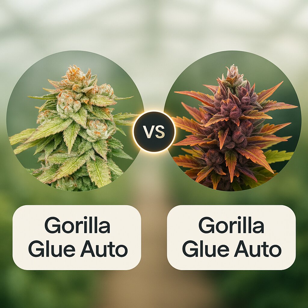 Gorilla Glue Auto (Seed Stockers) vs Gorilla Glue Auto (Barneys Farm) cannabis seeds comparison