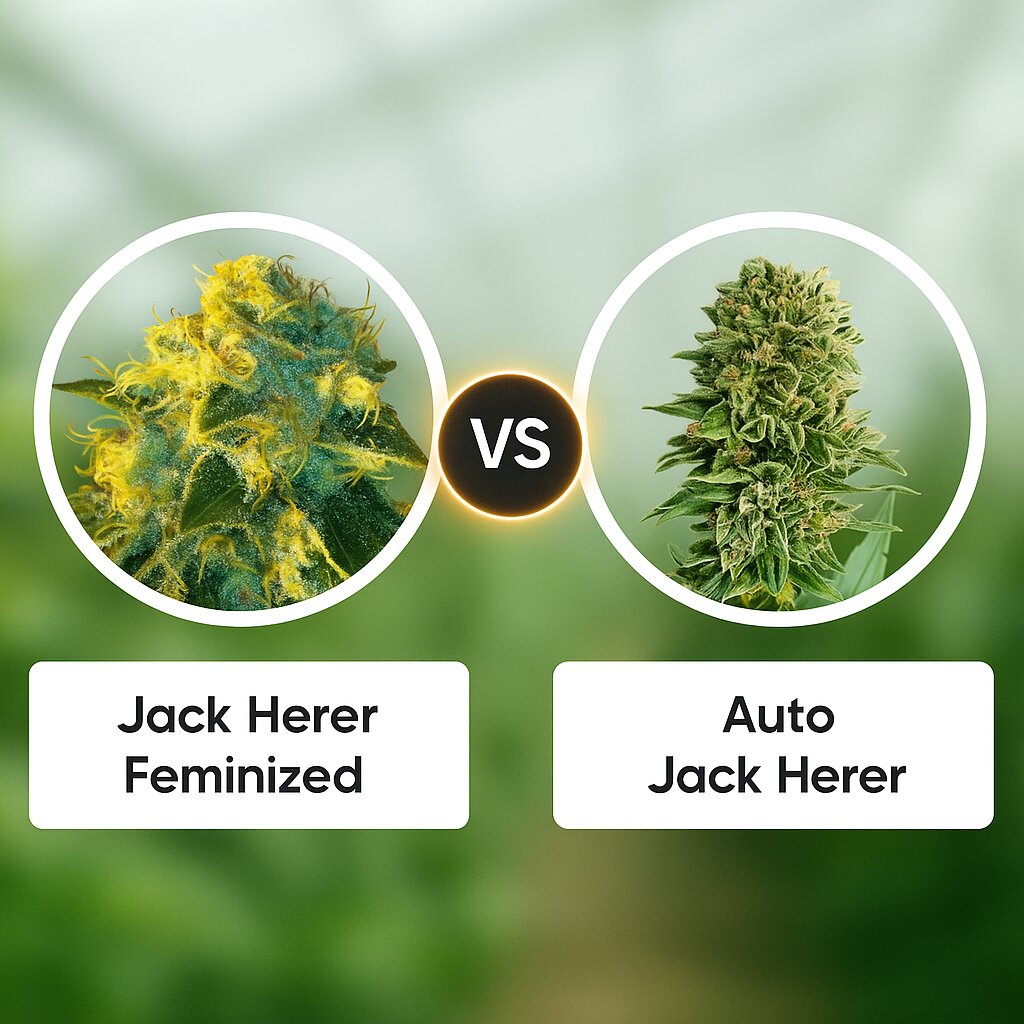 Jack Herer (Vision Seeds) vs Auto Jack Herer (Advanced Seeds) cannabis seeds comparison