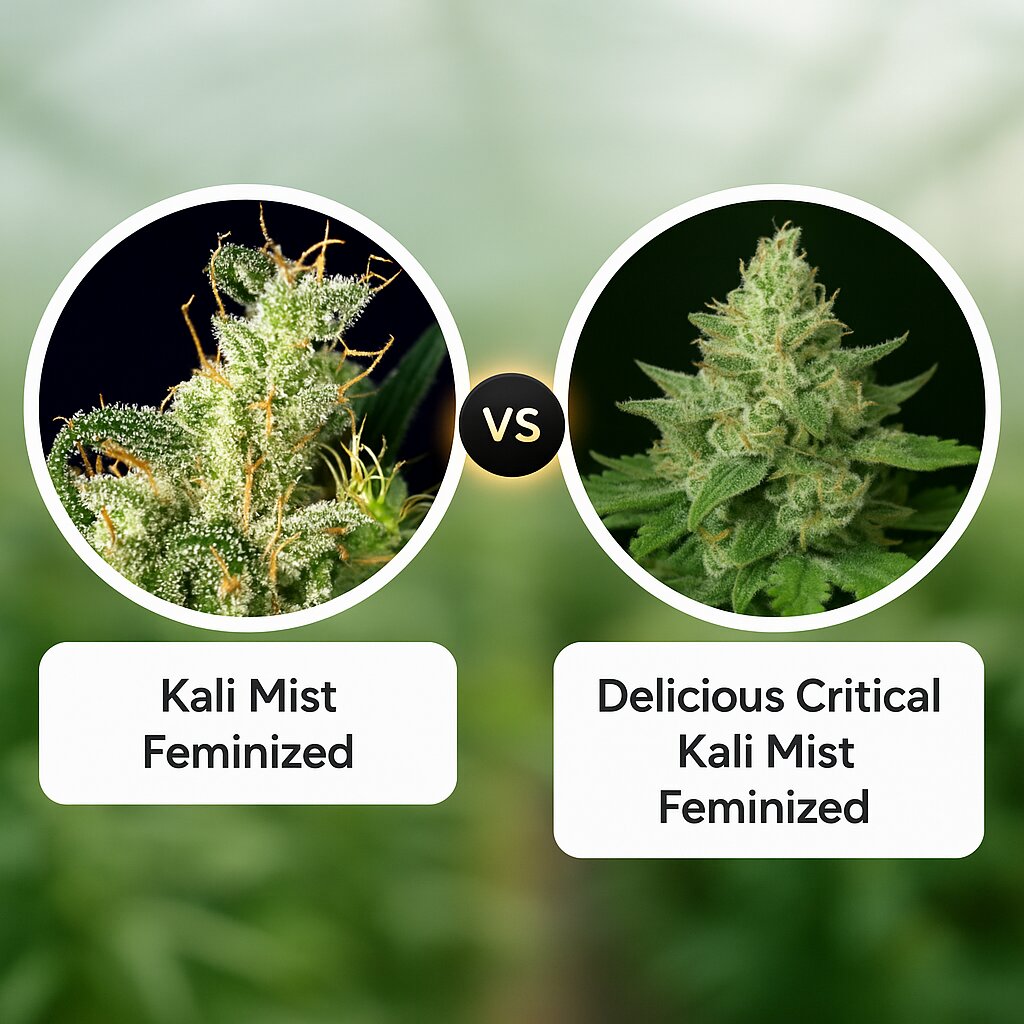 Kali Mist (Serious Seeds) vs Delicious Critical Kali Mist (Delicious Seeds) cannabis seeds comparison