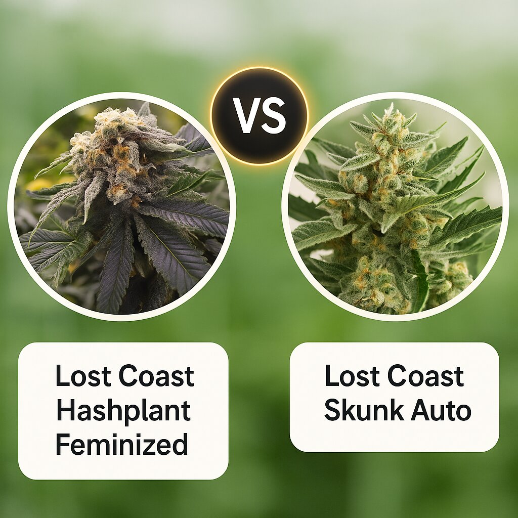 Lost Coast Hashplant (Humboldt Seed Organization) vs Lost Coast Skunk Auto (Humboldt Seed Organization) cannabis seeds comparison