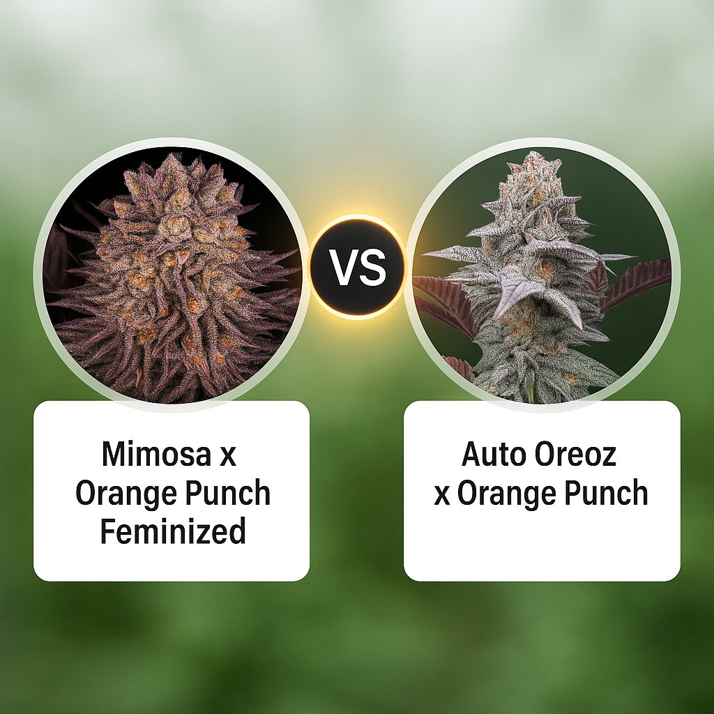 Mimosa x Orange Punch (Barneys Farm) vs Auto Oreoz x Orange Punch (Terp Treez Co) cannabis seeds comparison