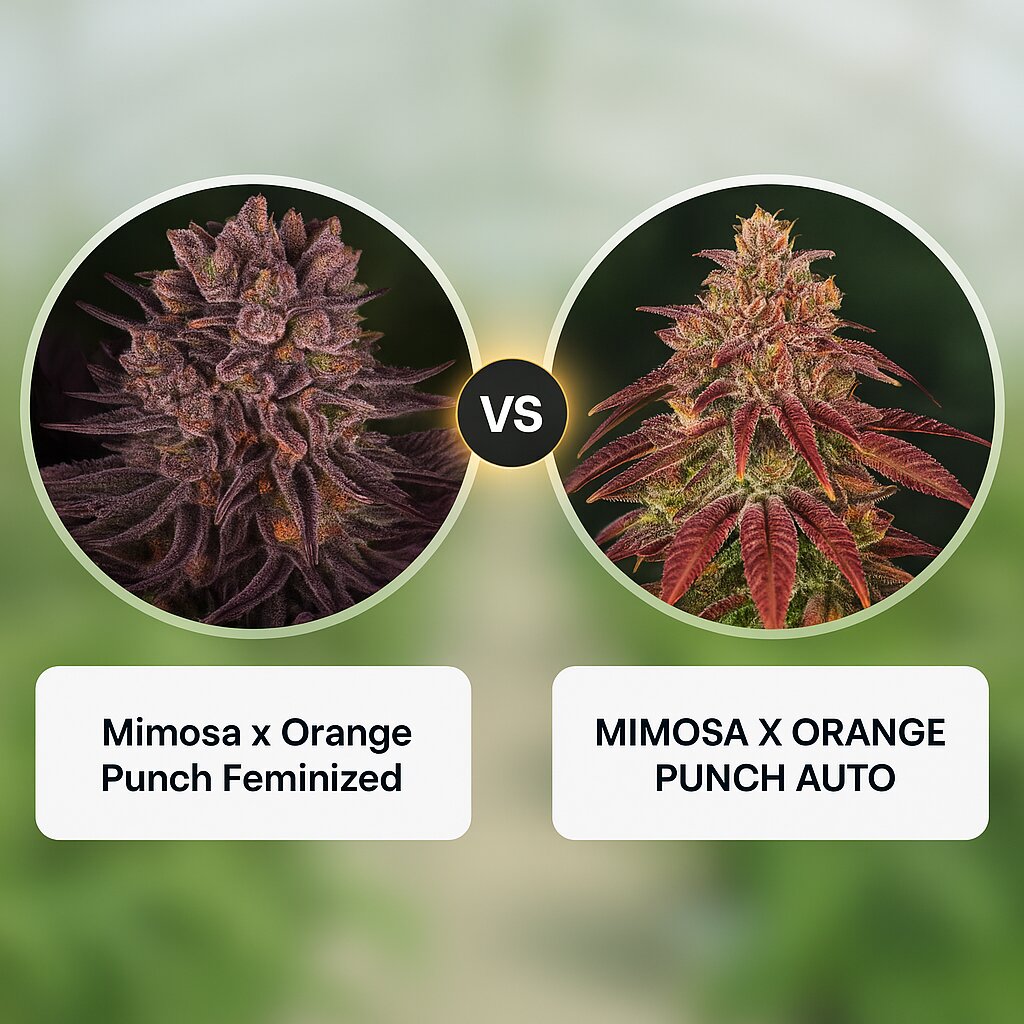 Mimosa x Orange Punch (Barneys Farm) vs MIMOSA X ORANGE PUNCH AUTO (Barneys Farm) cannabis seeds comparison