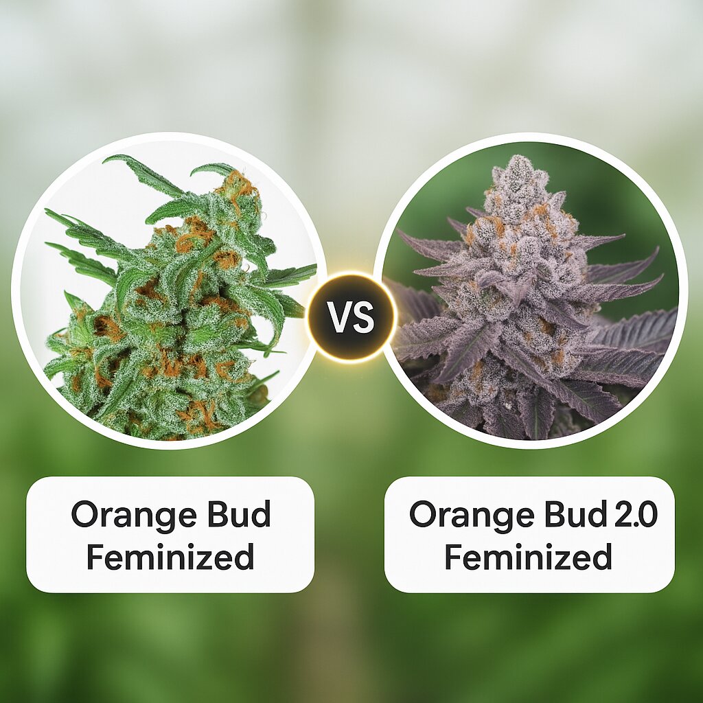 Orange Bud (Dutch Passion) vs Orange Bud 2.0 (Dutch Passion) cannabis seeds comparison