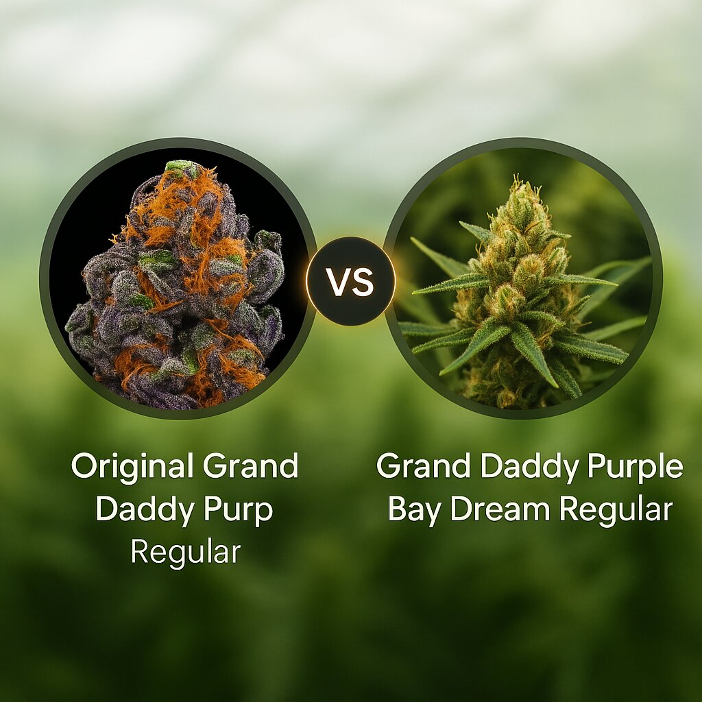 Original Grand Daddy Purp (Grand Daddy Purp) vs Grand Daddy Purple Bay Dream (Grand Daddy Purp) cannabis seeds comparison
