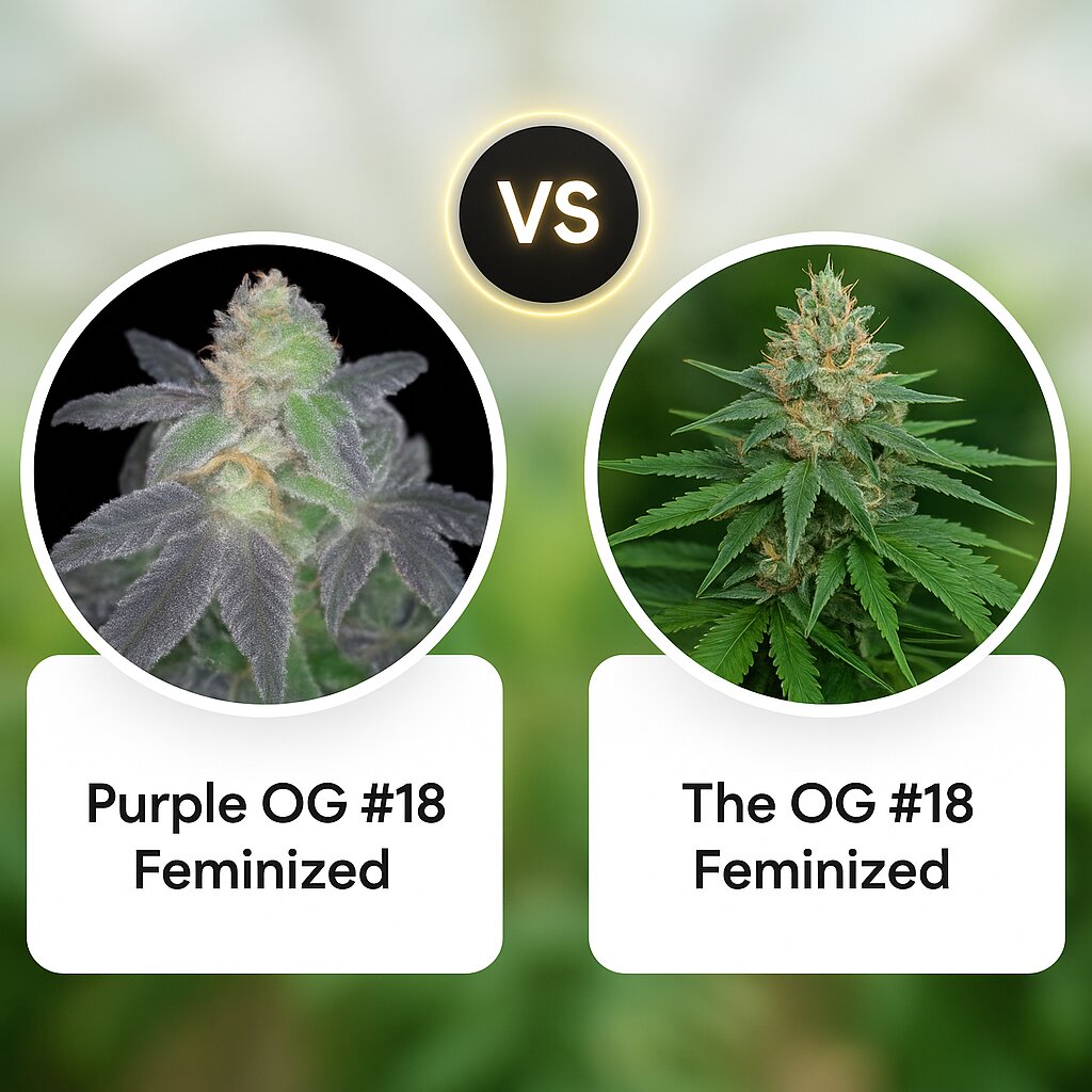 Purple OG #18 (Reserva Privada) vs The OG #18 (Reserva Privada) cannabis seeds comparison