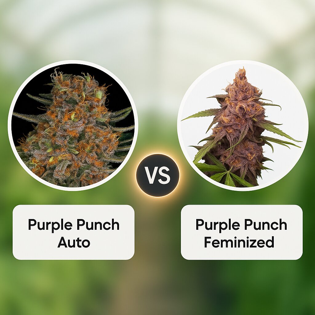 Purple Punch Auto (Barneys Farm) vs Purple Punch (Seed Stockers) cannabis seeds comparison