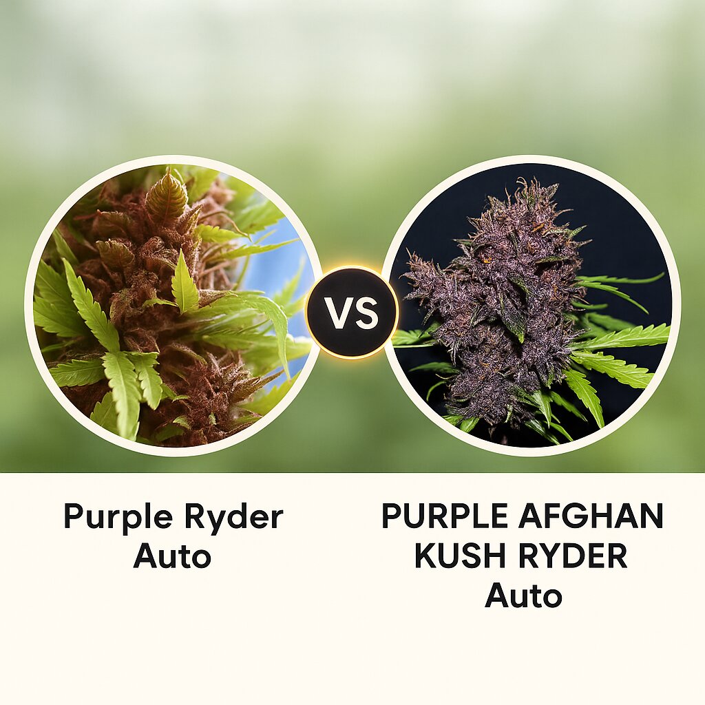 Purple Ryder (Joint Doctor) vs PURPLE AFGHAN KUSH RYDER (World of Seeds) cannabis seeds comparison