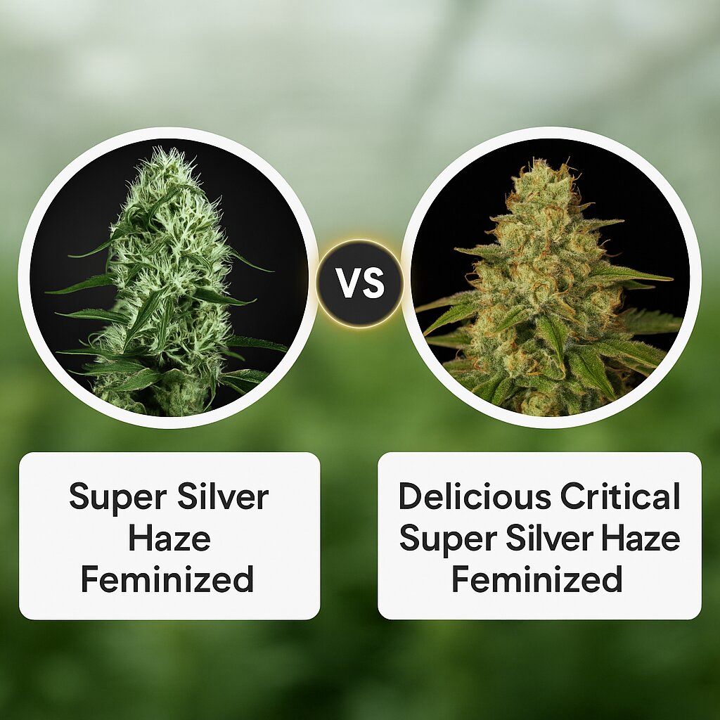 Super Silver Haze (Greenhouse Seed Co) vs Delicious Critical Super Silver Haze (Delicious Seeds) cannabis seeds comparison
