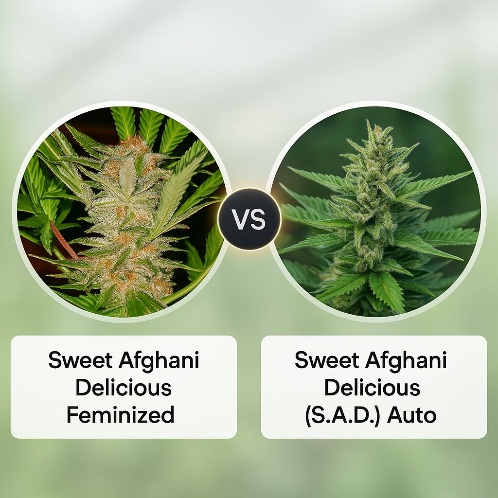 Sweet Afghani Delicious (Sweet Seeds) vs Sweet Afghani Delicious (S.A.D) Auto (Sweet Seeds) cannabis seeds comparison