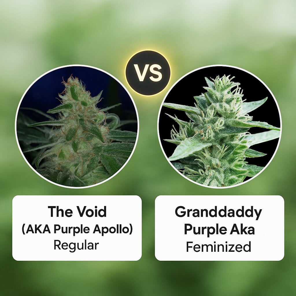 The Void (AKA Purple Apollo) (TGA Subcool Seeds) vs Granddaddy Purple Aka (Royal Queen Seeds) cannabis seeds comparison